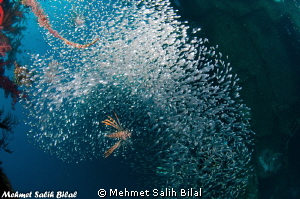 Hunting should not be so difficult for lucky lion fishes ... by Mehmet Salih Bilal 
